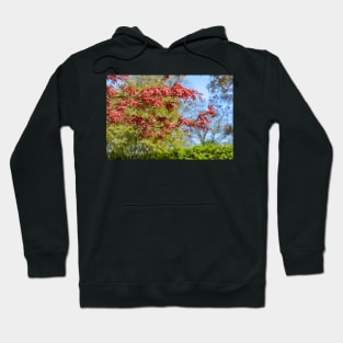 Japanese maple at natural background Hoodie